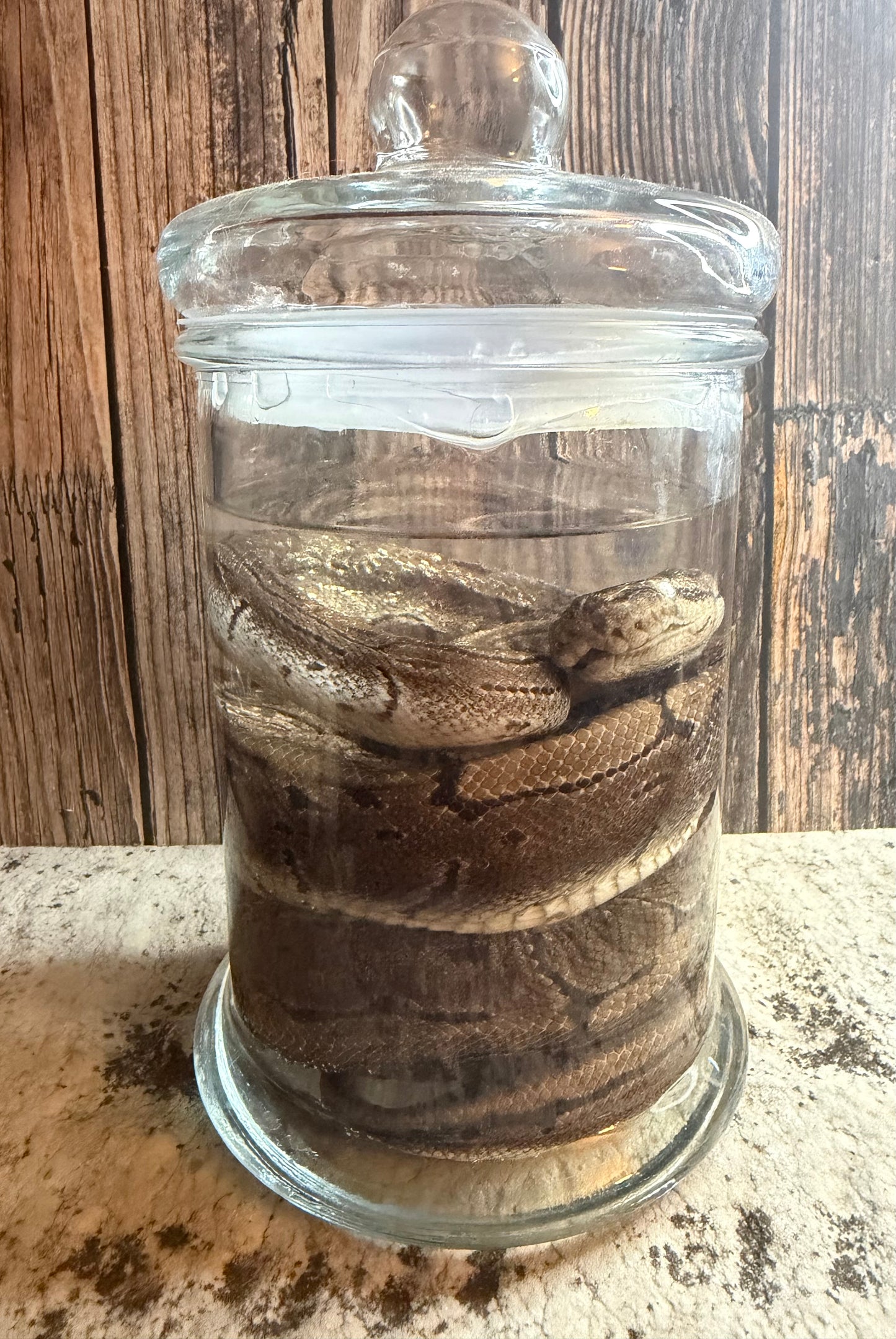 Pinstripe Adult Ball Python Wet Specimen