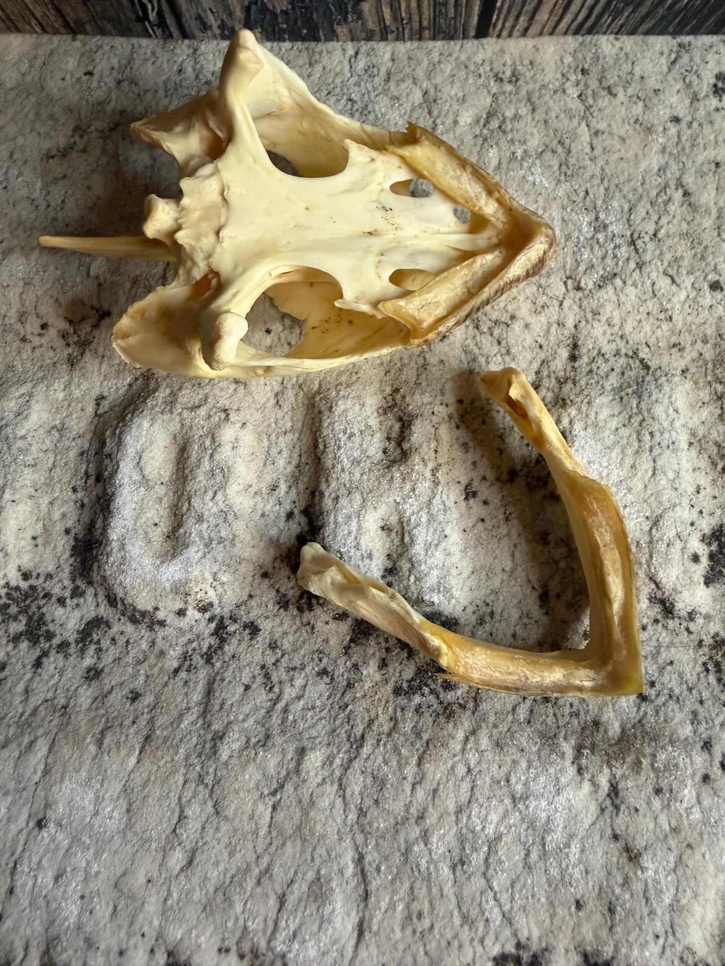 Snapping Turtle Skull (#1)