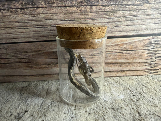 Dry Preserved Snake