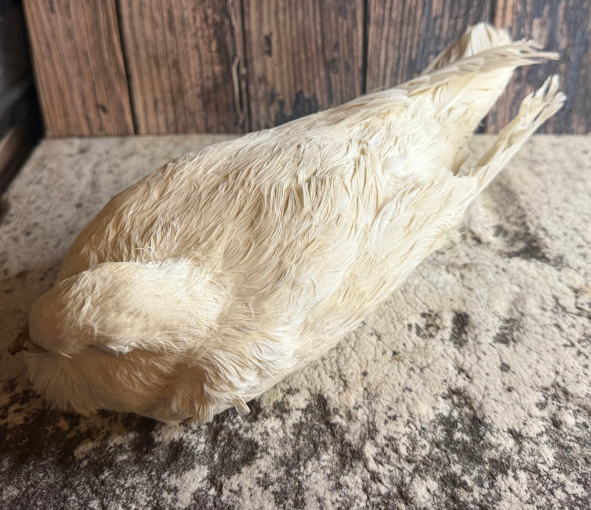 Dry Preserved White Pigeon
