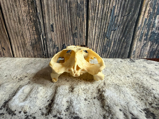 Snapping Turtle Skull (#1)