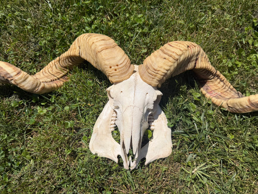 Massive Ram Skull