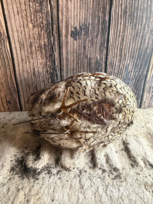 Bobwhite Quail Taxidermy (Unmounted)