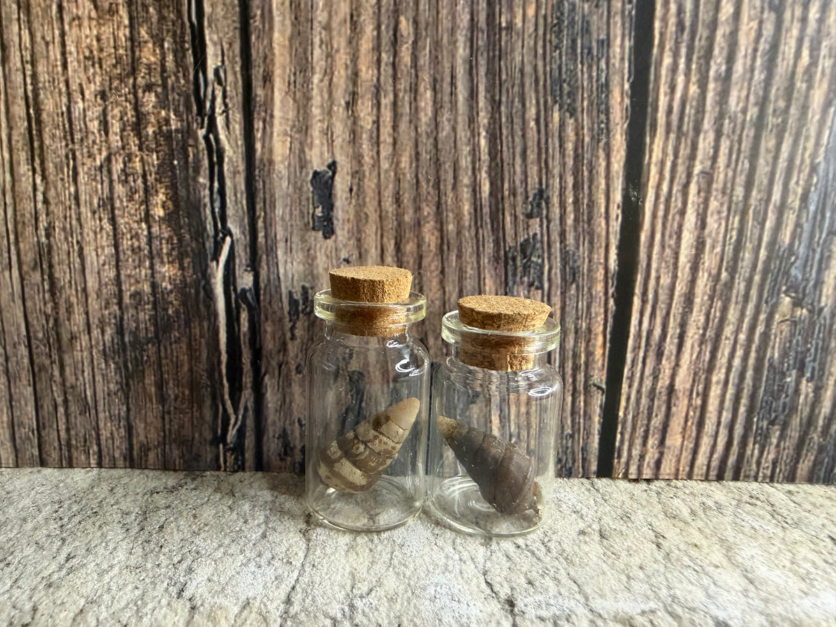 Freshwater Shell Curio Vial (Cork)