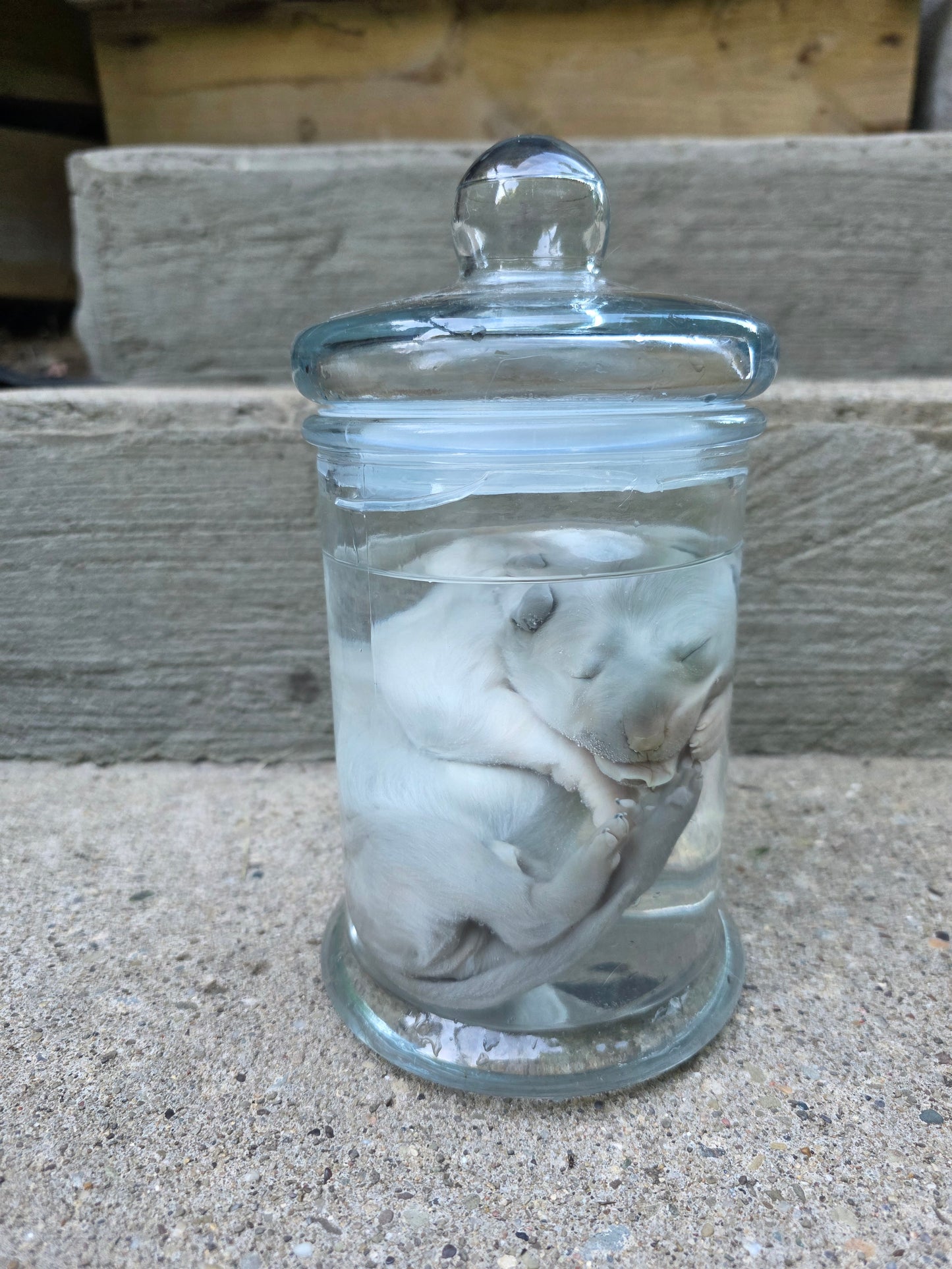 Great Pyranees Puppy Wet Specimen