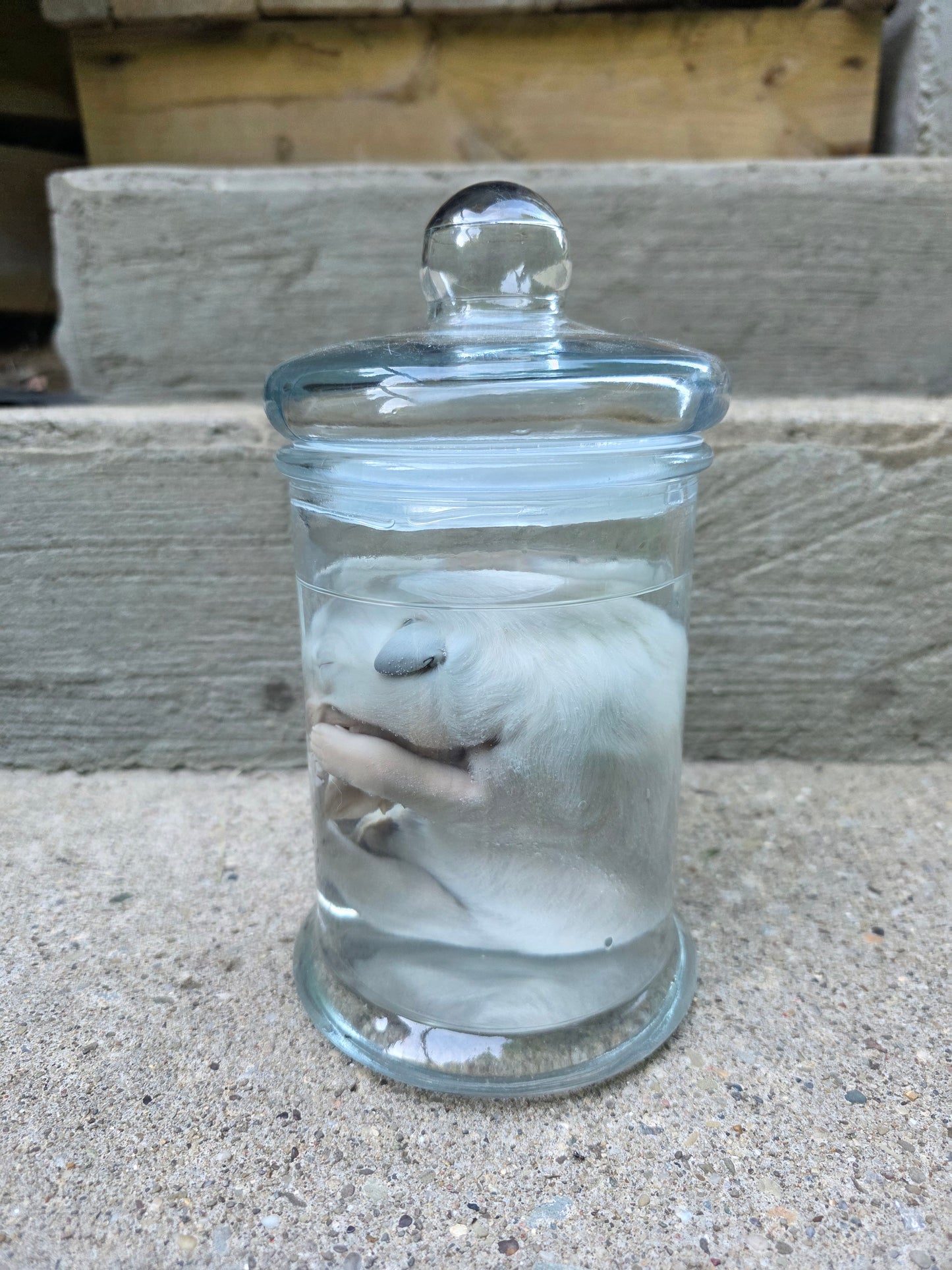 Great Pyranees Puppy Wet Specimen