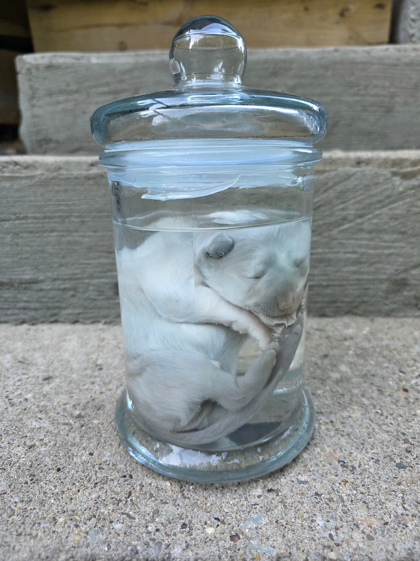 Great Pyranees Puppy Wet Specimen