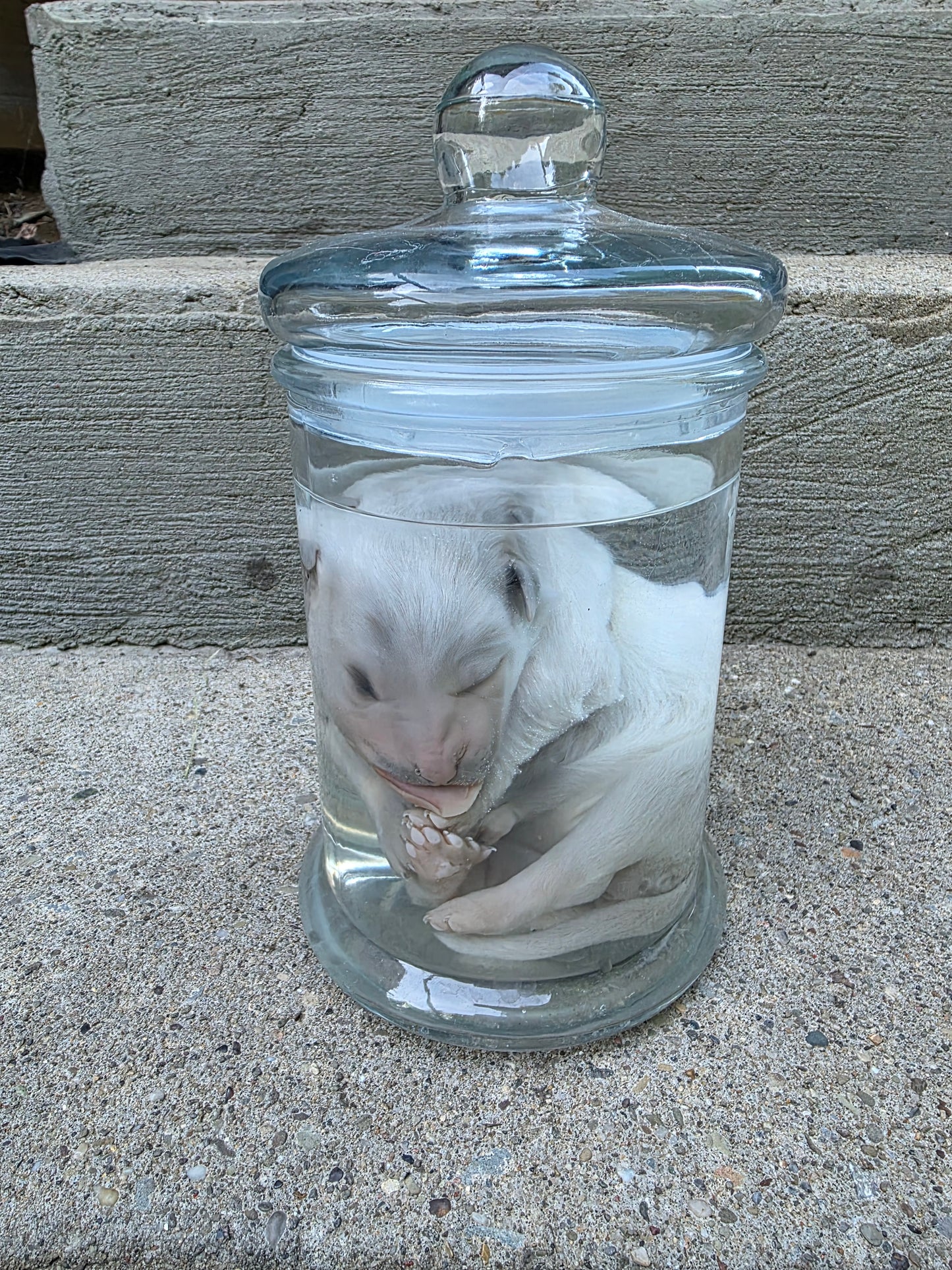 Great Pyranees Puppy Wet Specimen
