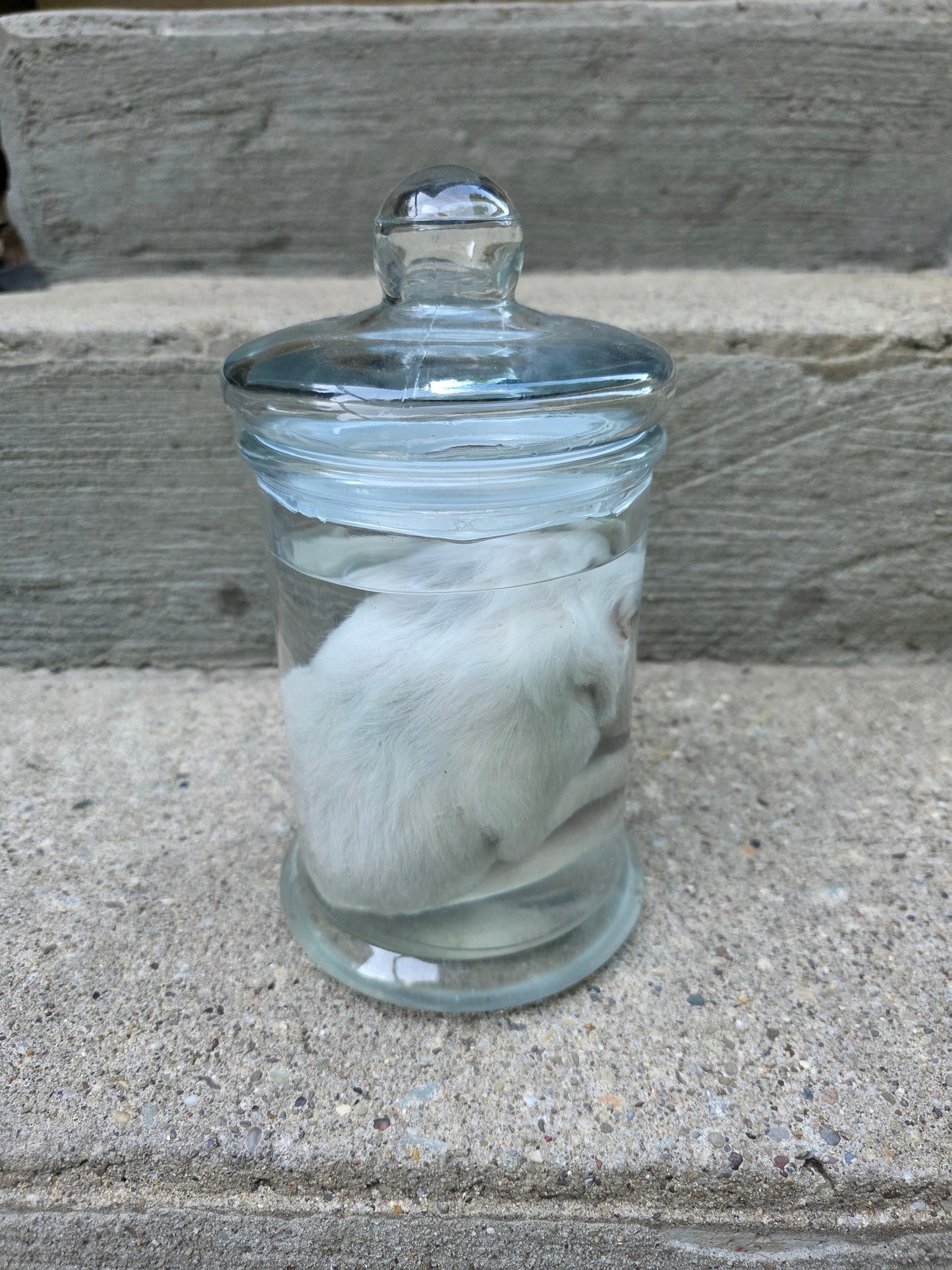 Great Pyranees Puppy Wet Specimen