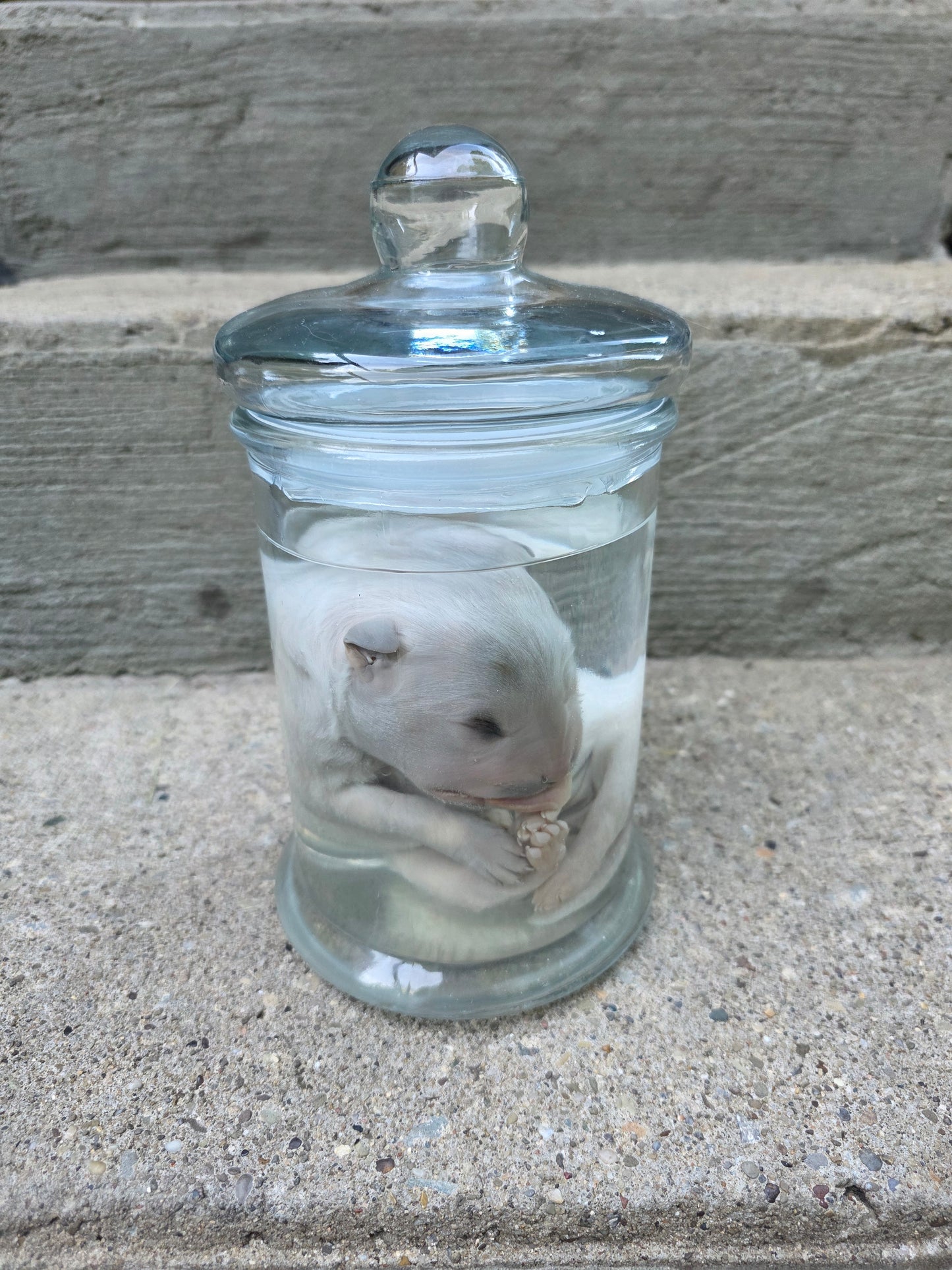 Great Pyranees Puppy Wet Specimen