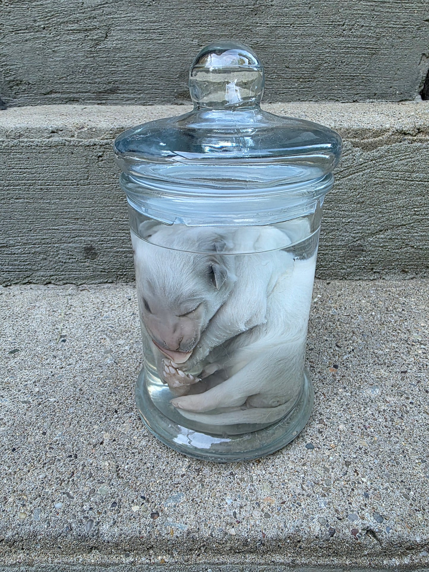 Great Pyranees Puppy Wet Specimen