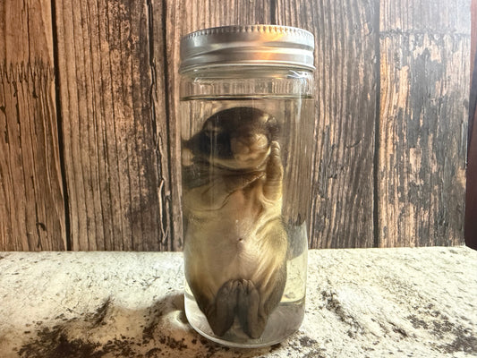 Baby Wild Rabbit Wet Specimen (#3)