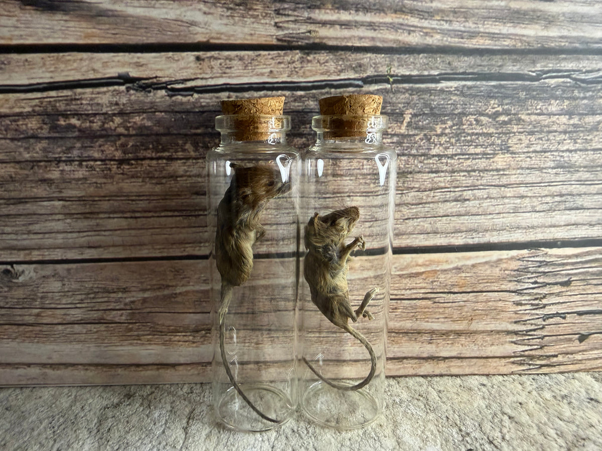 Dry Preserved Field Mouse