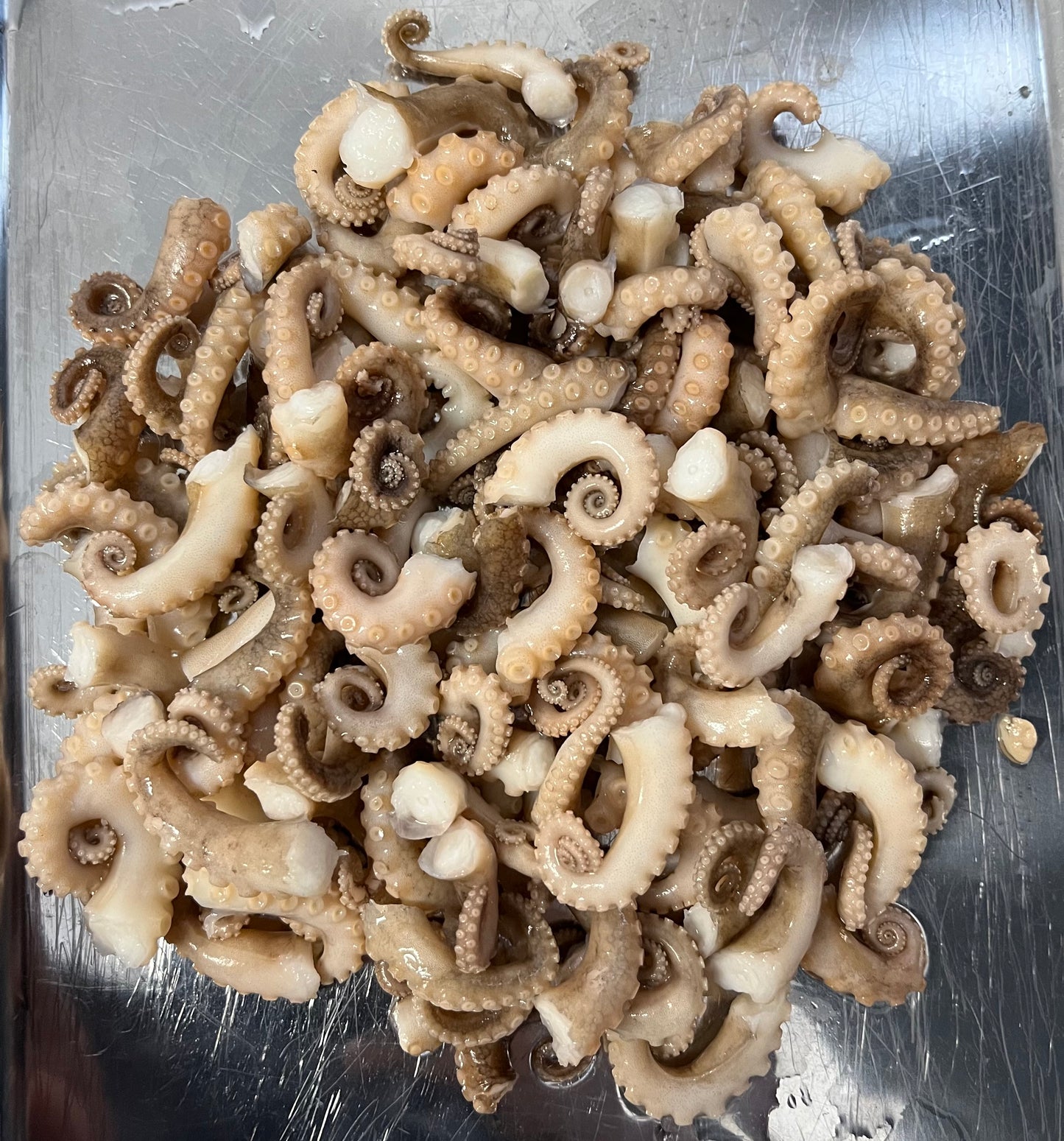 Wholesale (On Demand): Octopus Tentacles Wet Specimen (No Jars)