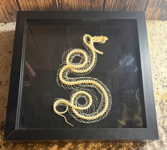 Trimeresurus albolabris (White Lipped Python) Skeleton Shadowbox Frame