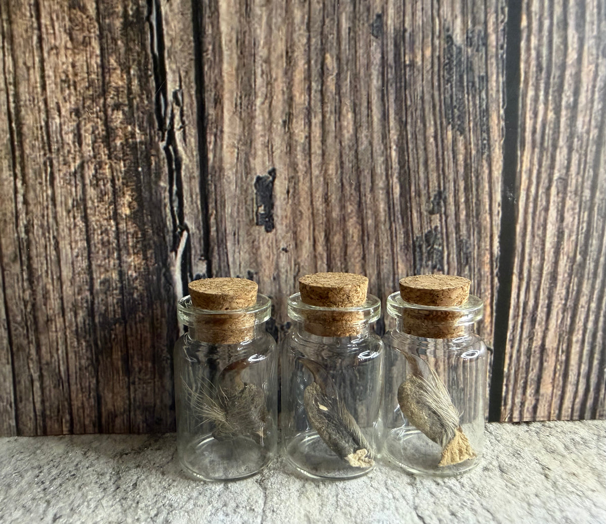 Taxidermy Raccoon Claw Curio Vial (Cork)