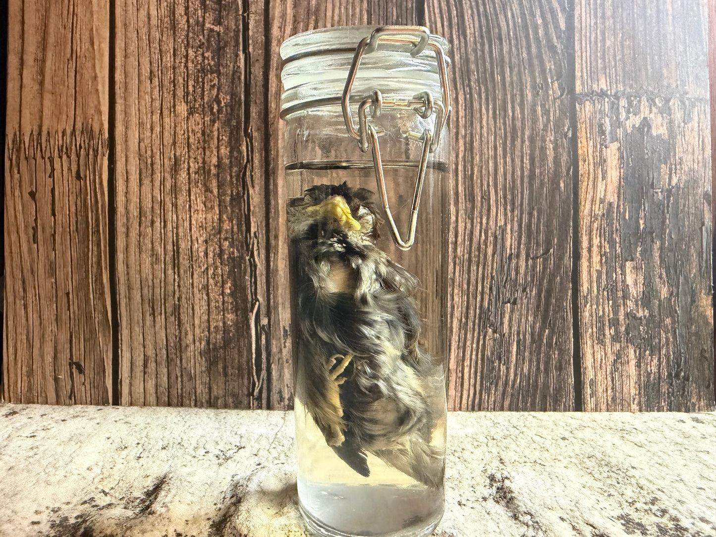 Fledgling House Sparrow Wet Specimen (#1)