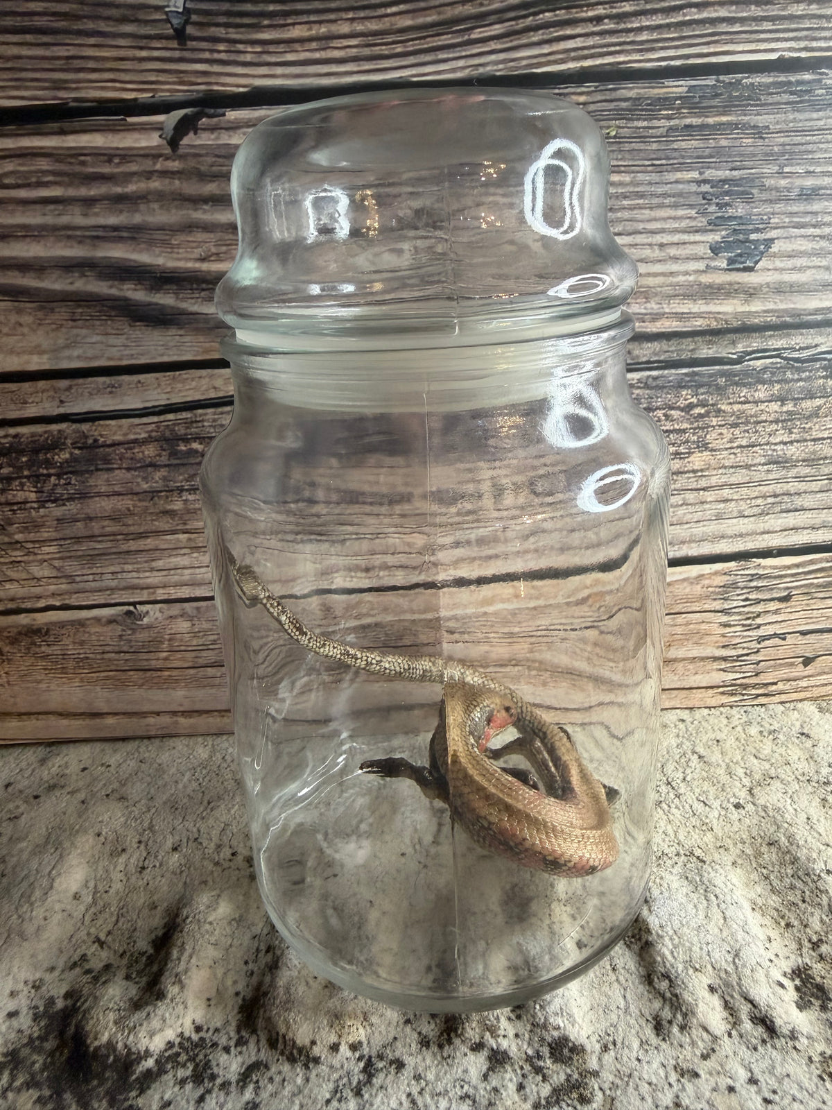 Dry Preserved Skink Lizard