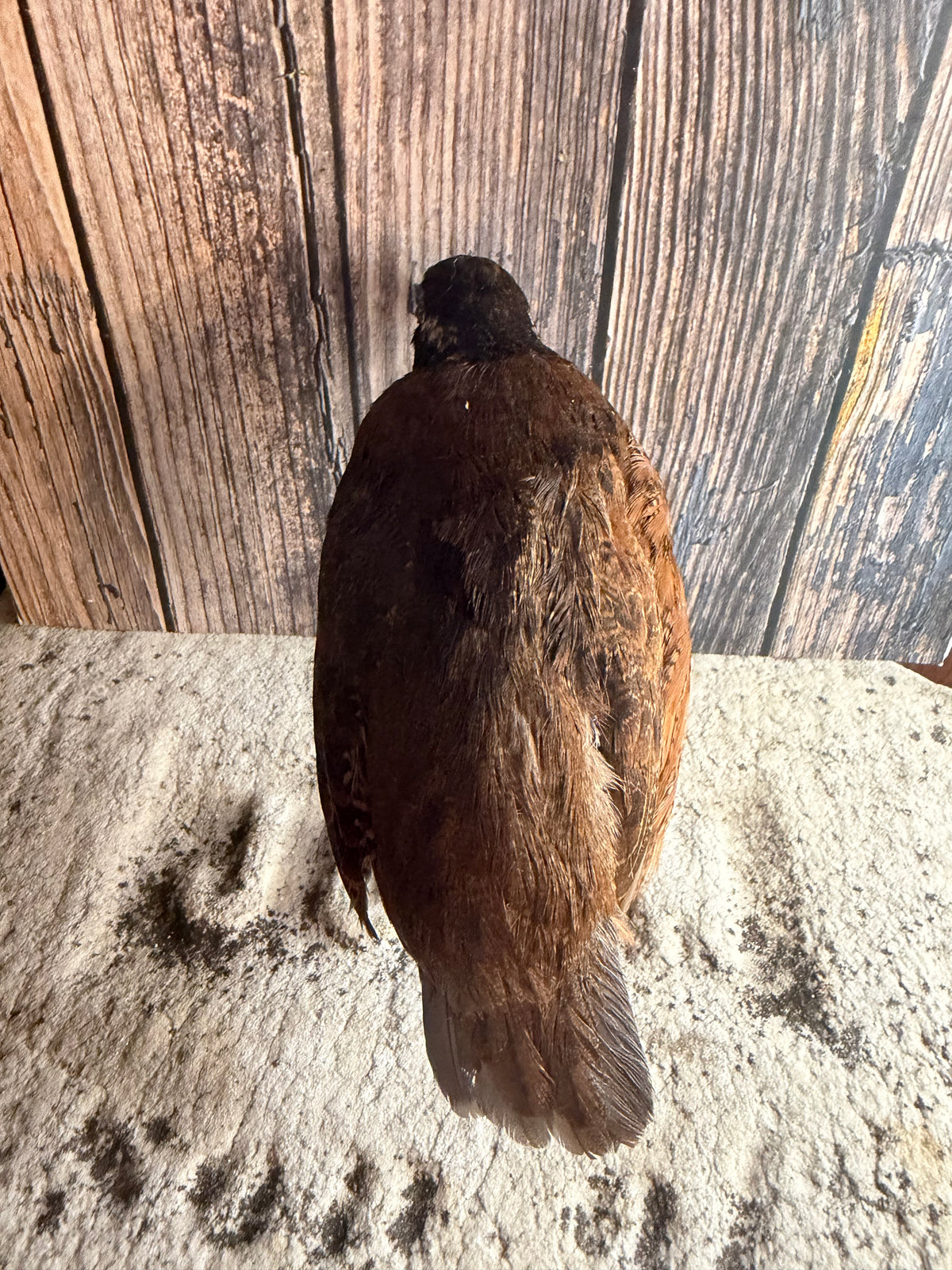 Male Bobwhite Quail Taxidermy (Unmounted)