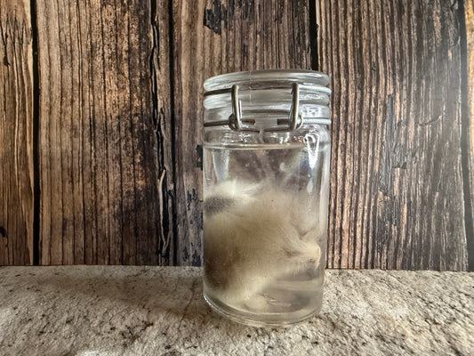 Domestic Cat 'Family Jewels' Penis & Testicles Wet Specimen