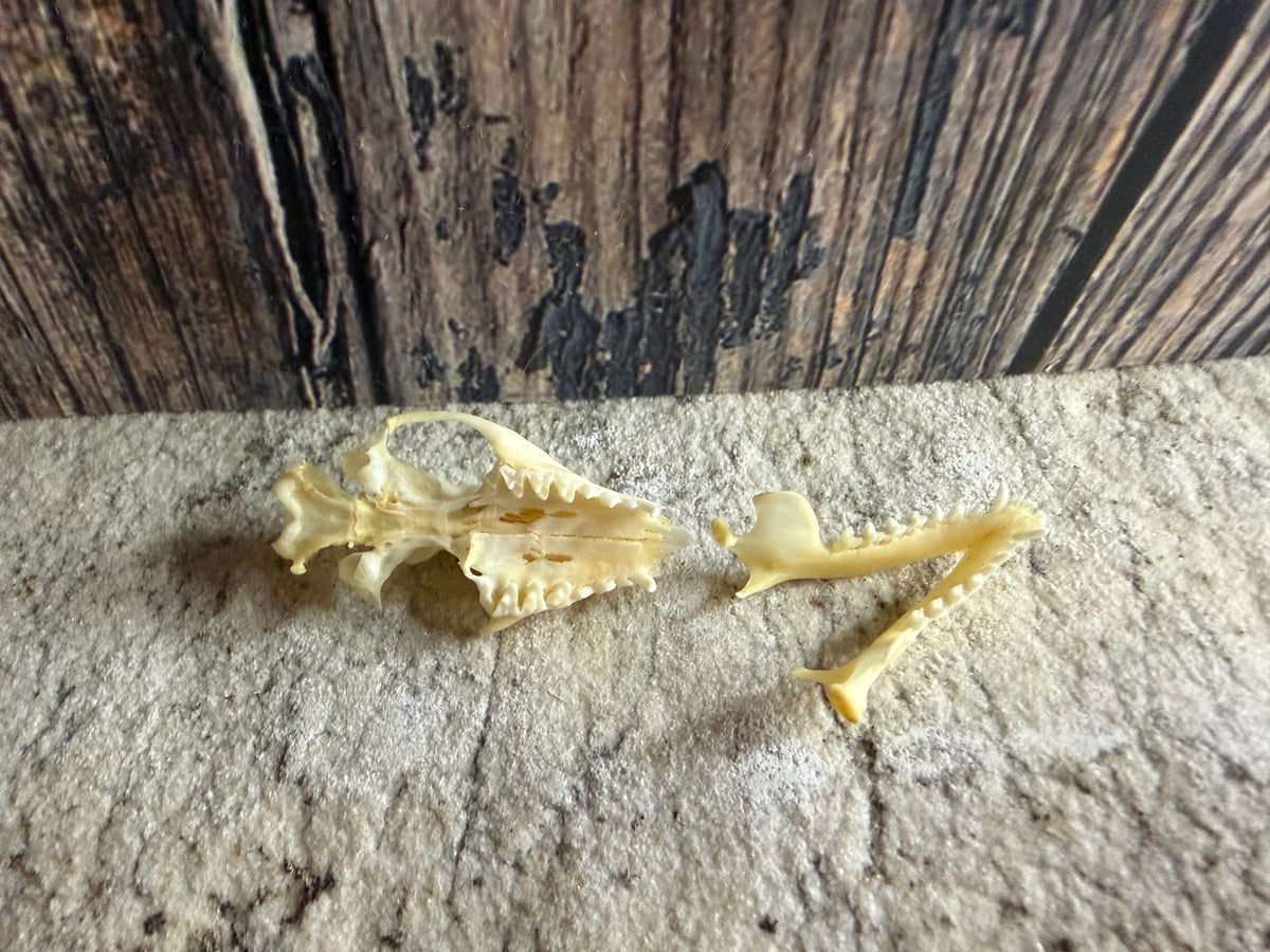 Partial Hedgehog Skull