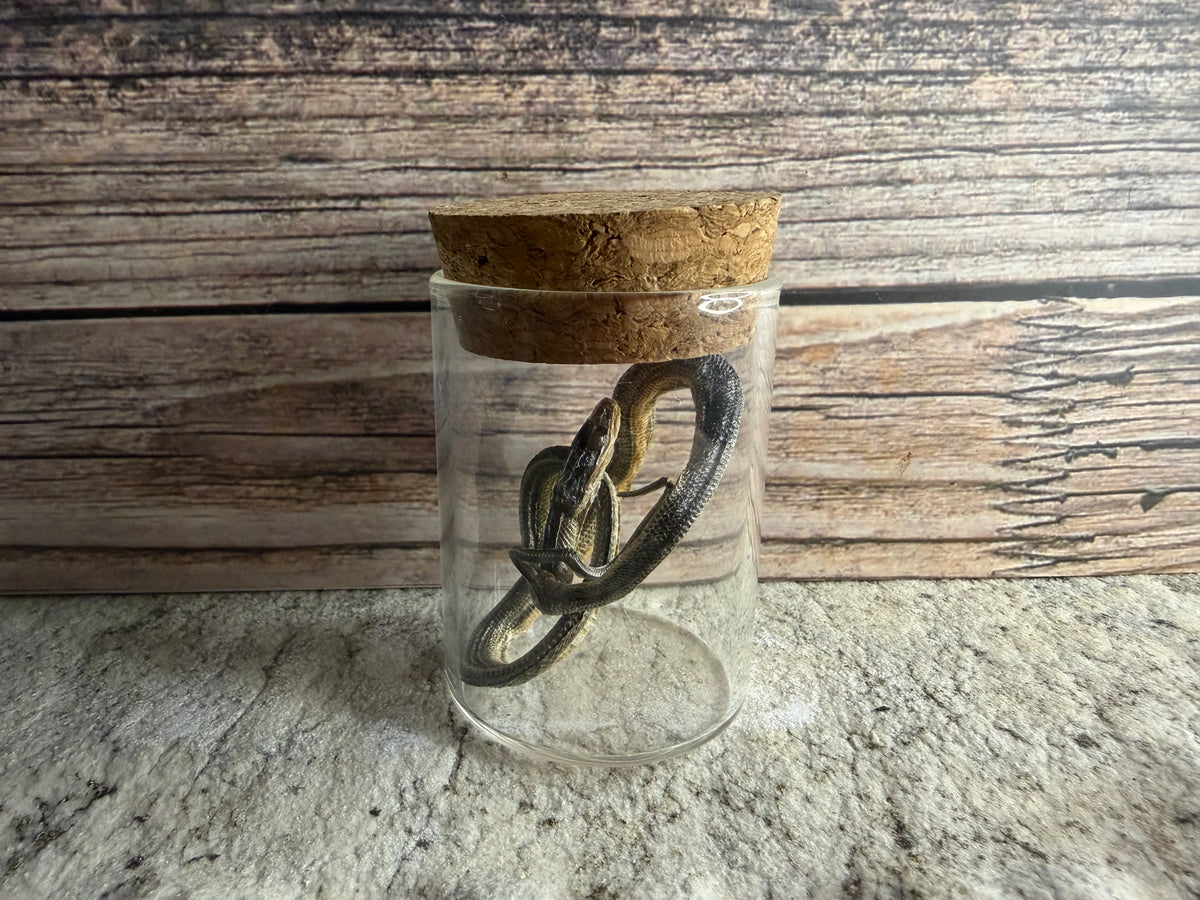 Dry Preserved Snake