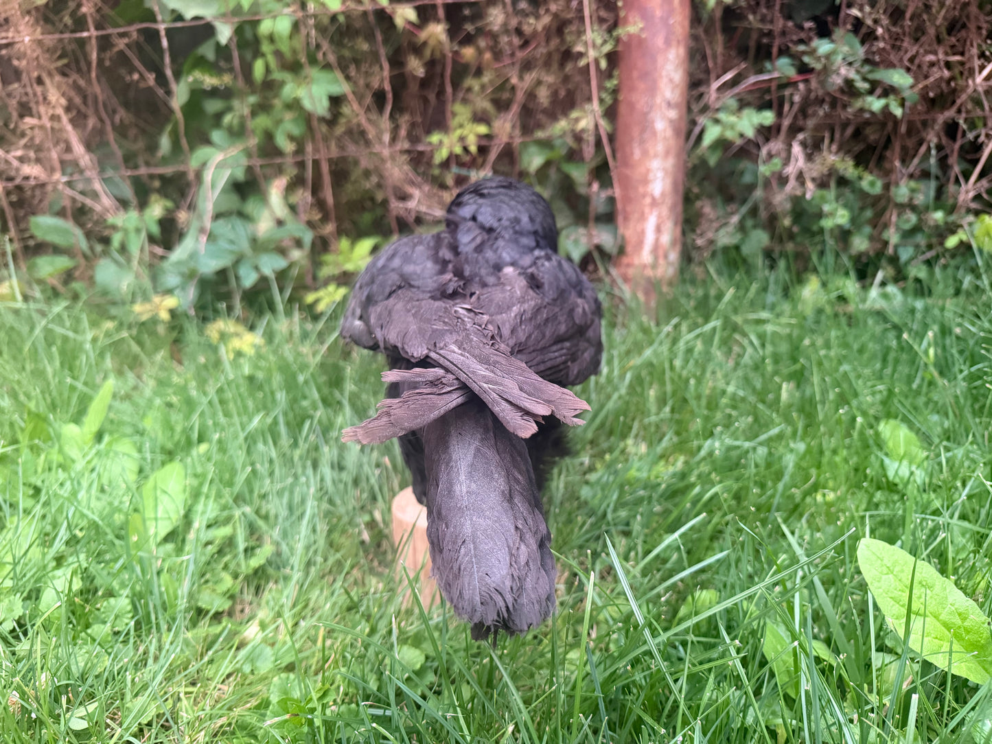 Carrion Crow Taxidermy Mount (D)