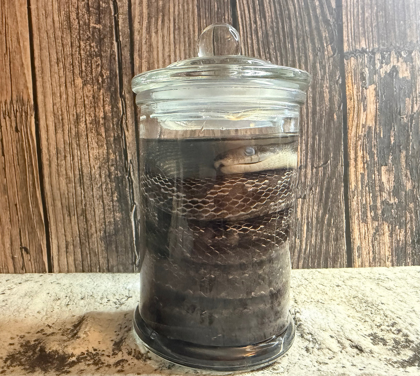 Eastern Rat Snake Wet Specimen