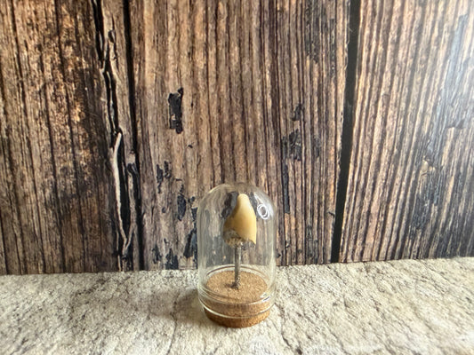 Human Tooth w/ Silver Filling Dome
