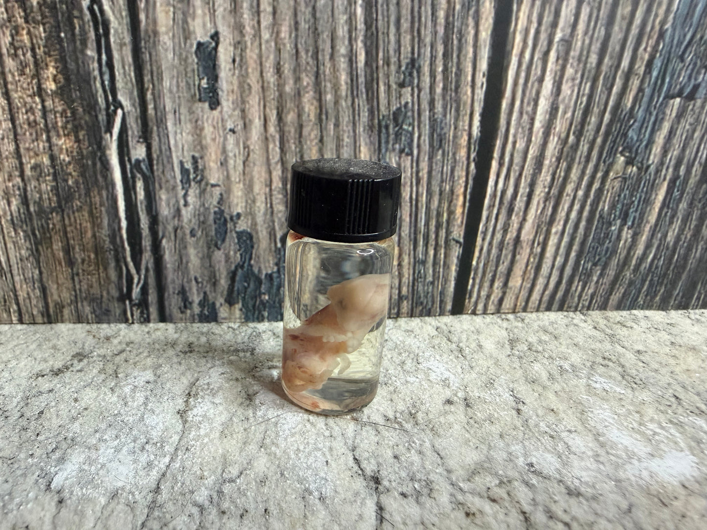 Domestic Cat Fetus Wet Specimen (25-28 Days Old) (Runt)