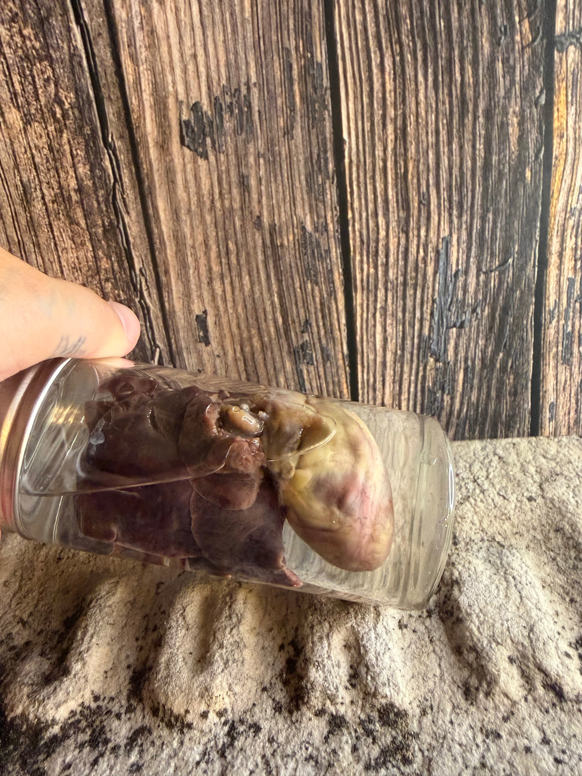 'Biblical Angel' Tom Cat Heart And Lungs Wet Specimen