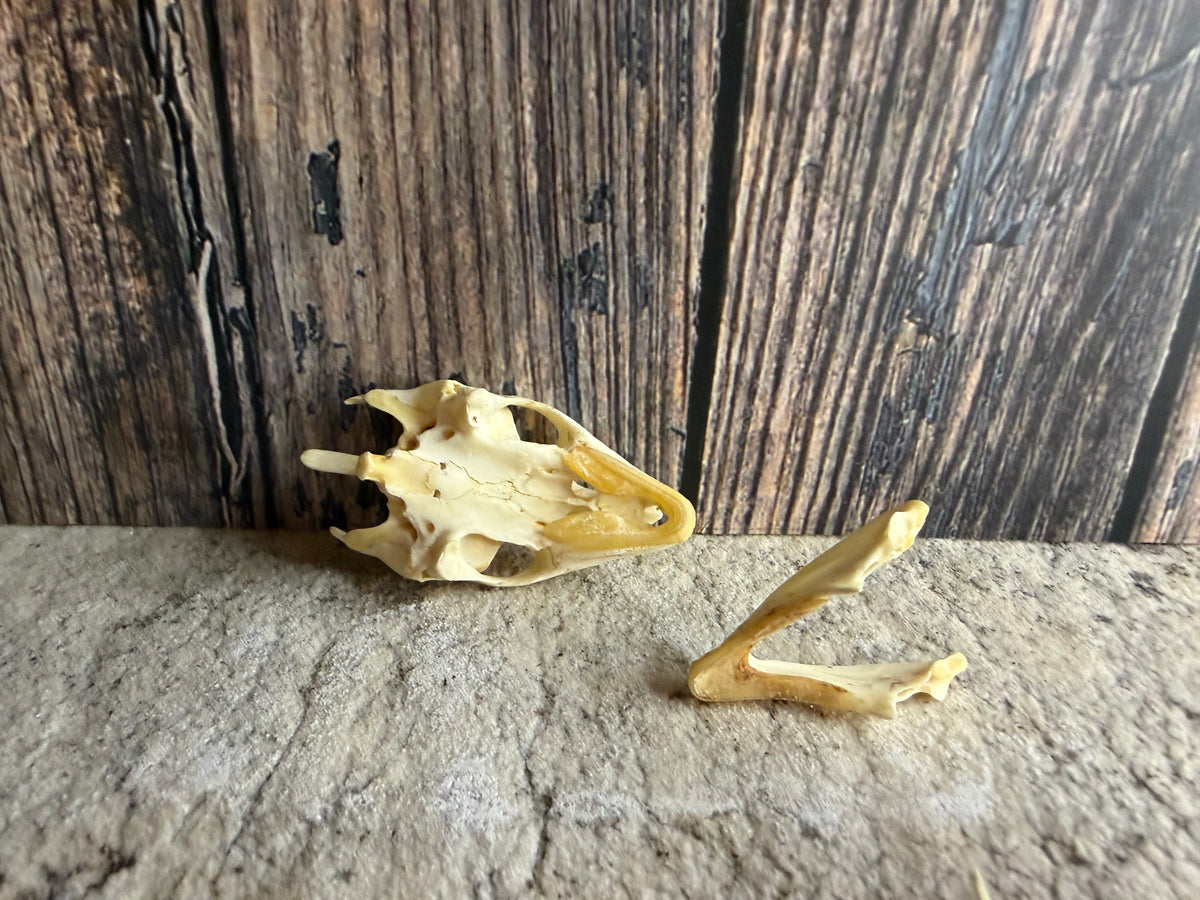 Turtle Skull (Lg.)