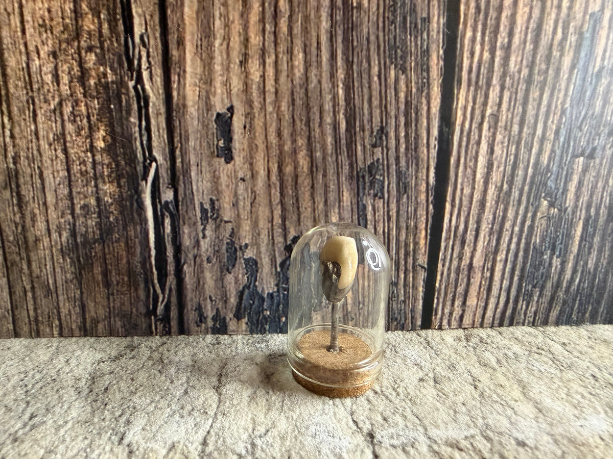 Human Tooth w/ Silver Filling Dome