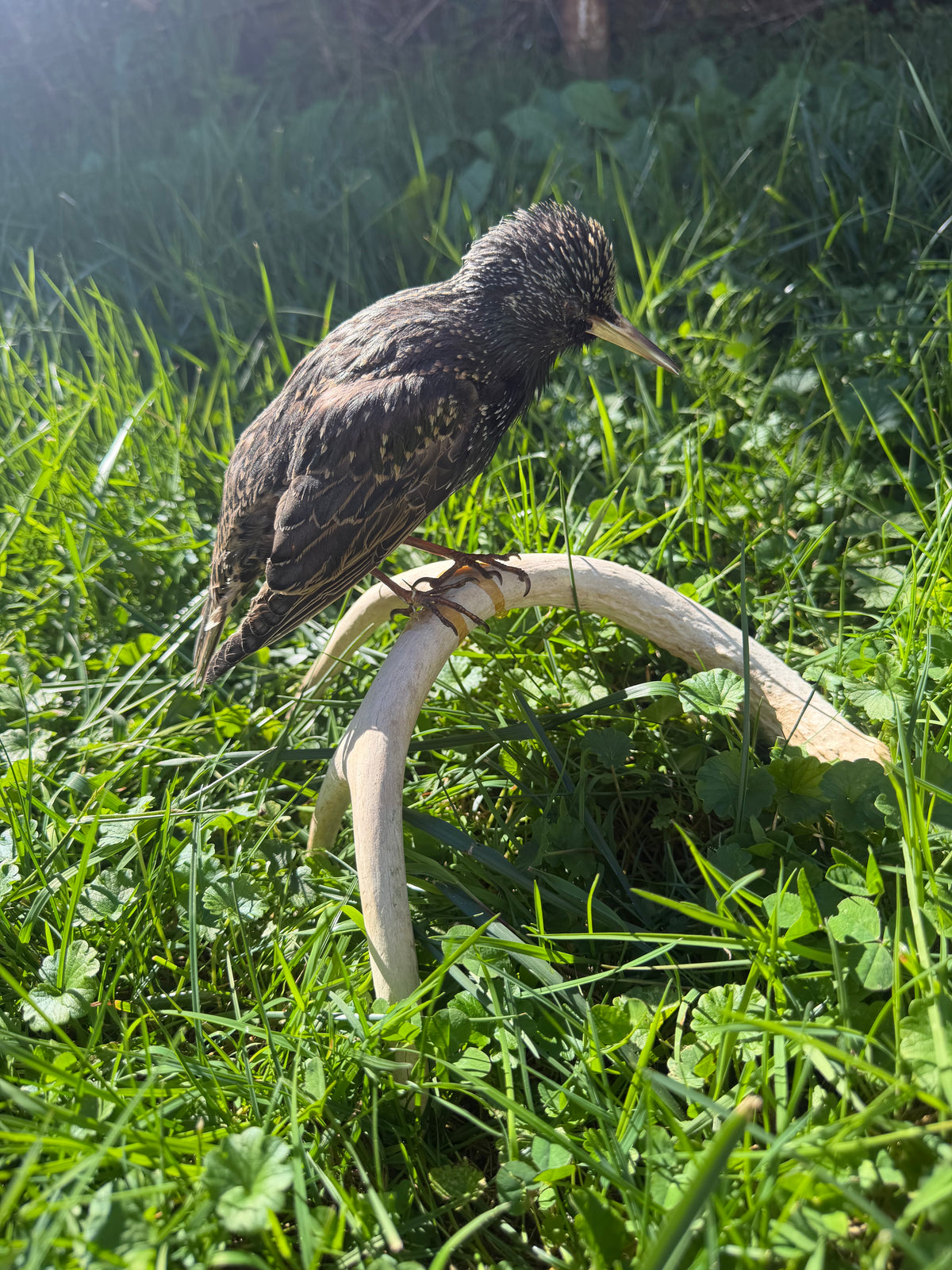European Starling on Antler Taxidermy