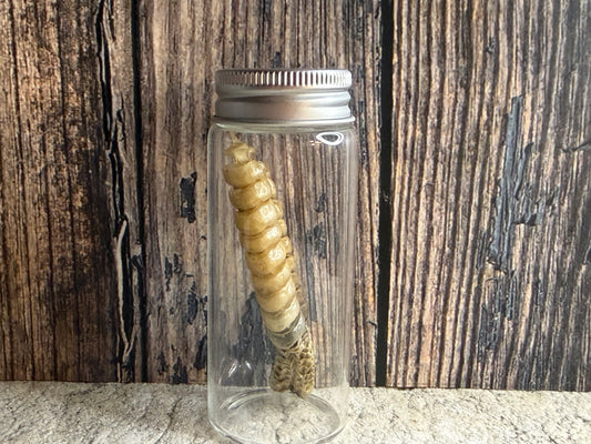 Dry Preserved Rattlesnake Tail Curio Vial