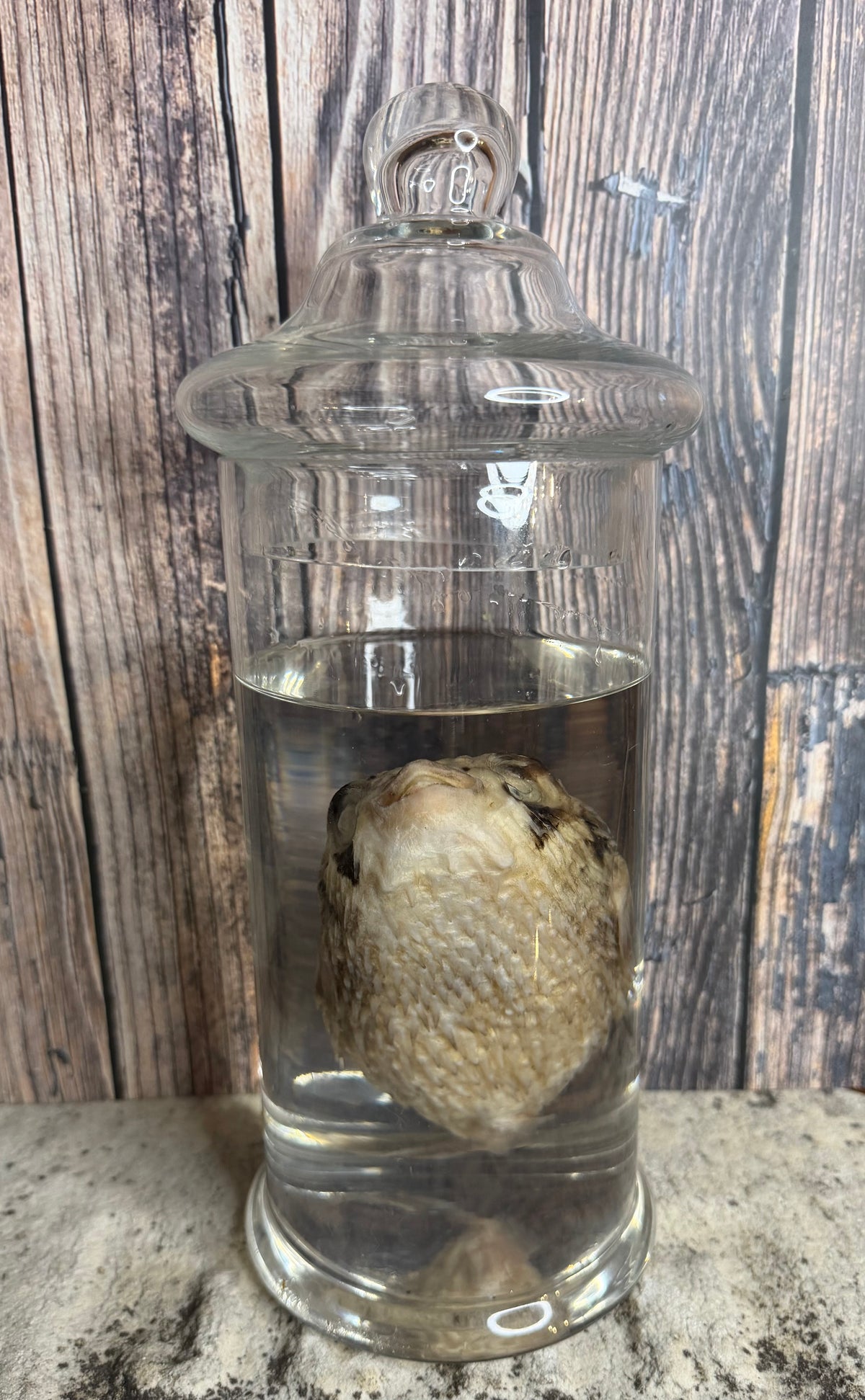 Pufferfish Wet Specimen