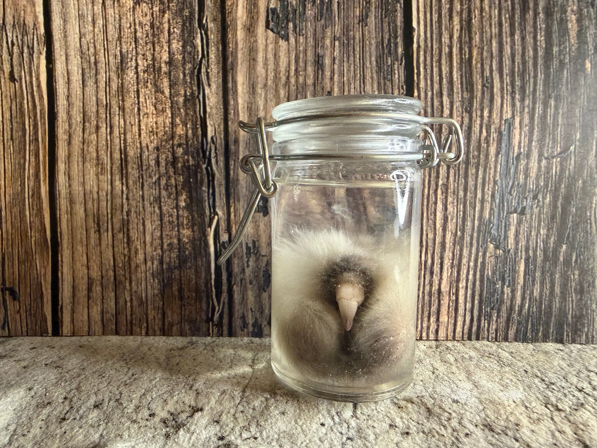 Domestic Cat 'Family Jewels' Penis & Testicles Wet Specimen
