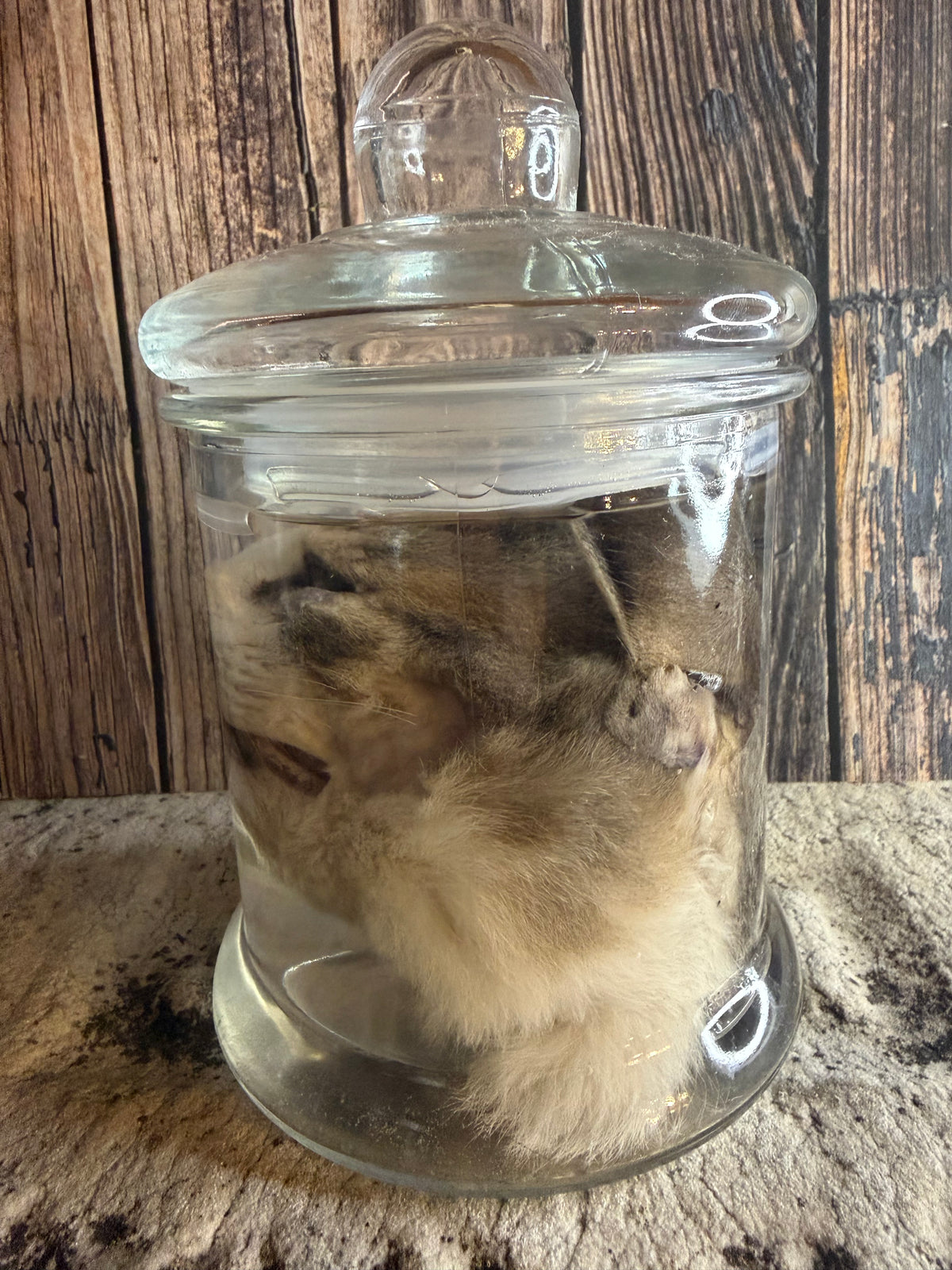 Tom Cat Head Wet Specimen