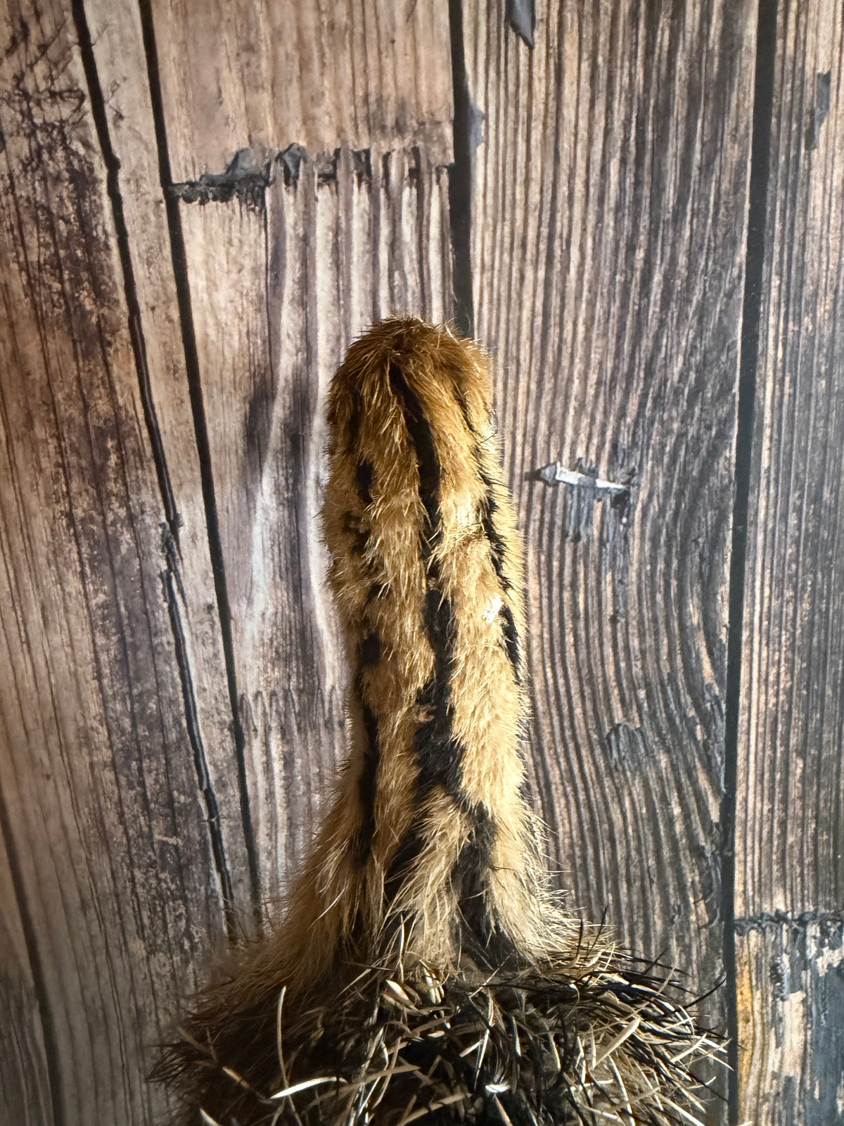 Taxidermy Ostrich Chick