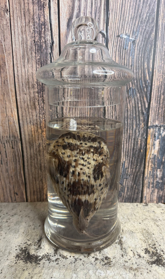 Pufferfish Wet Specimen