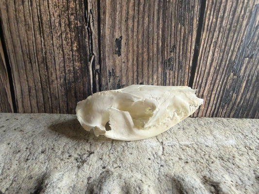 Tiny Virginia Opossum Skull