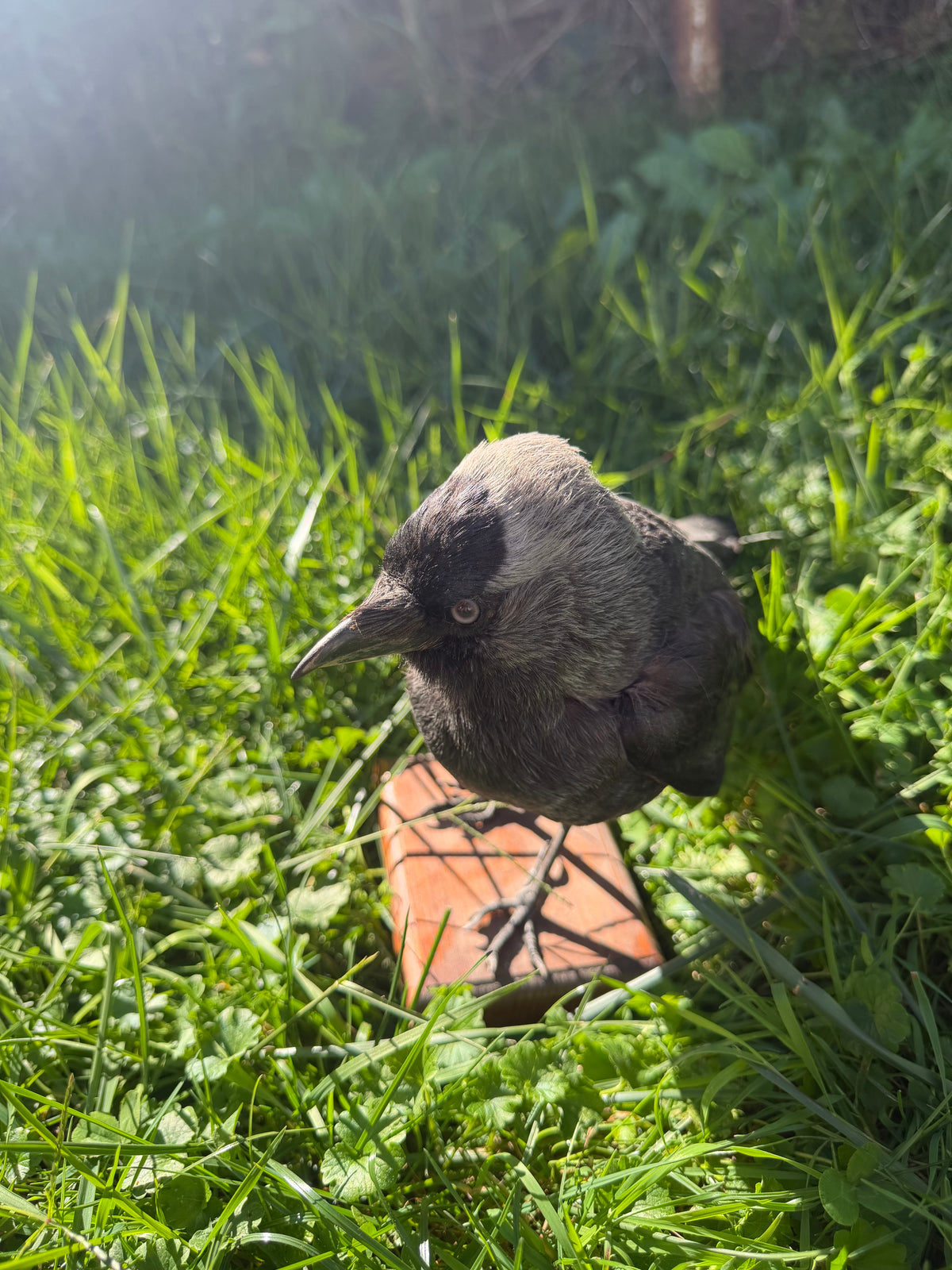 Eurasian Jackdaw Taxidermy