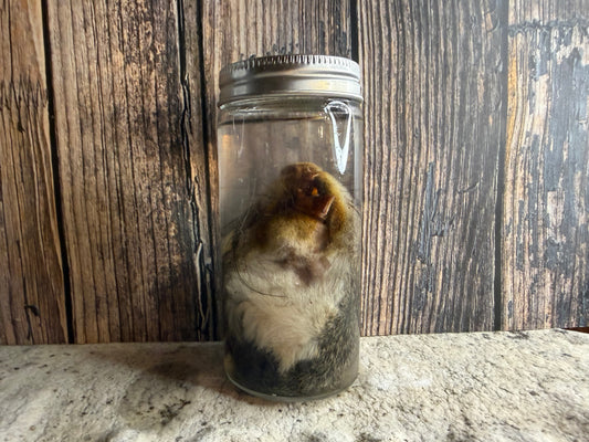 Squirrel Head Wet Specimen