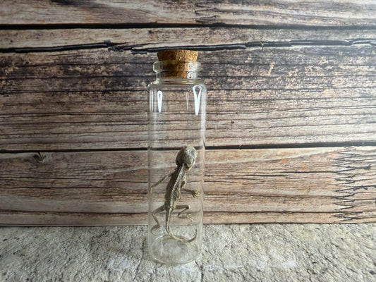 Dry Preserved Bearded Dragon