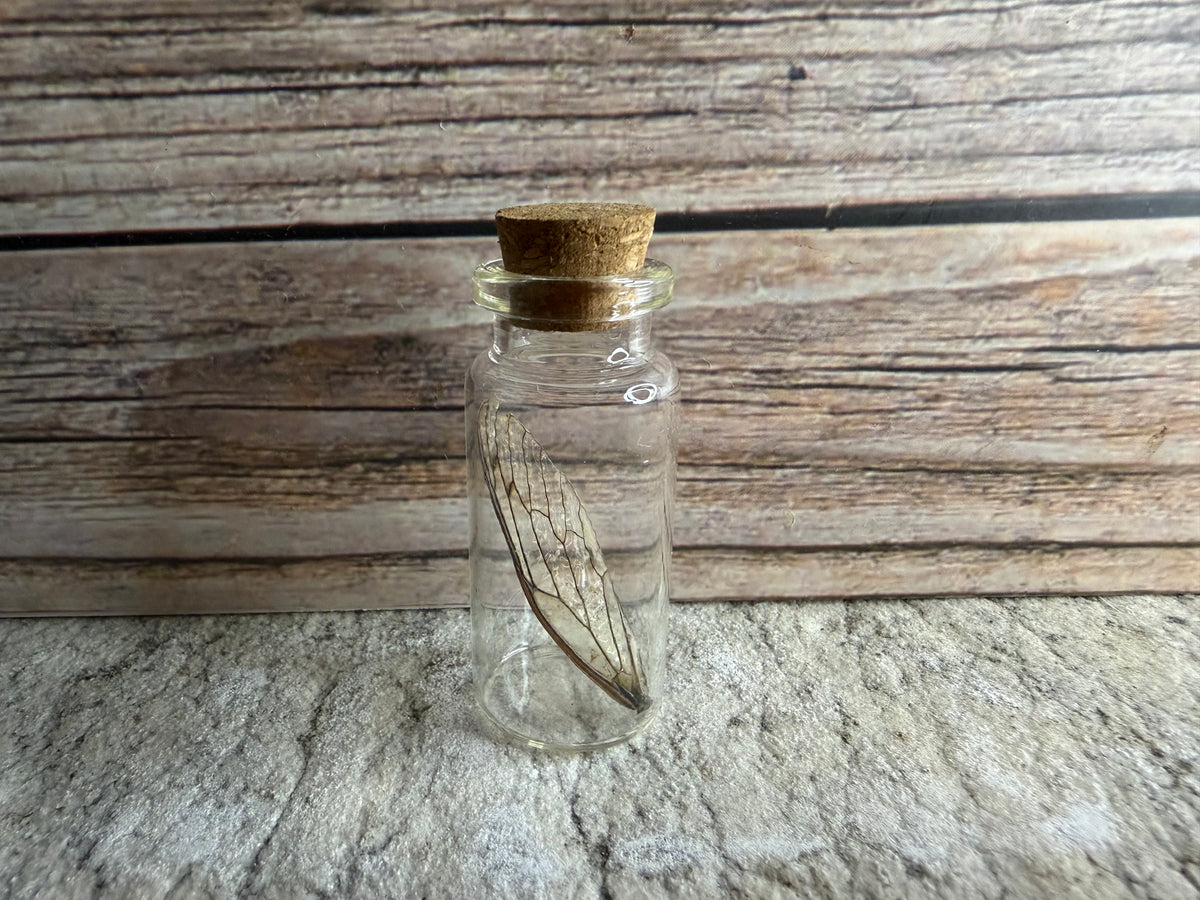 Cicada Wing Curio Vial
