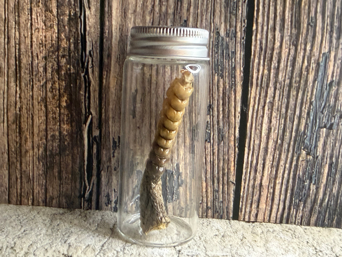 Dry Preserved Rattlesnake Tail Curio Vial