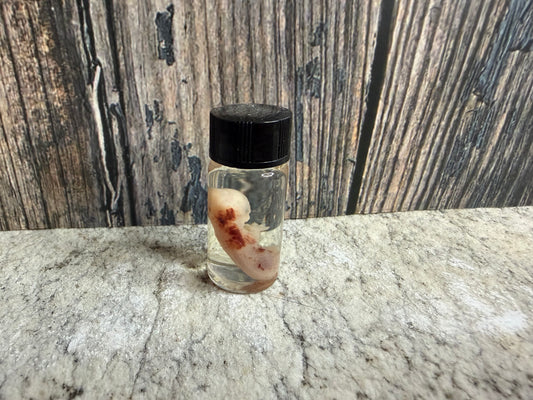 Domestic Cat Fetus Wet Specimen (25-28 Days Old) (Runt)