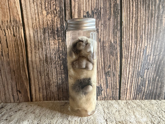 Tom Cat Paw Wet Specimen