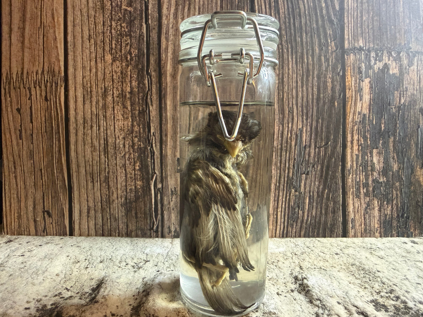 Fledgling House Sparrow Wet Specimen (#2)