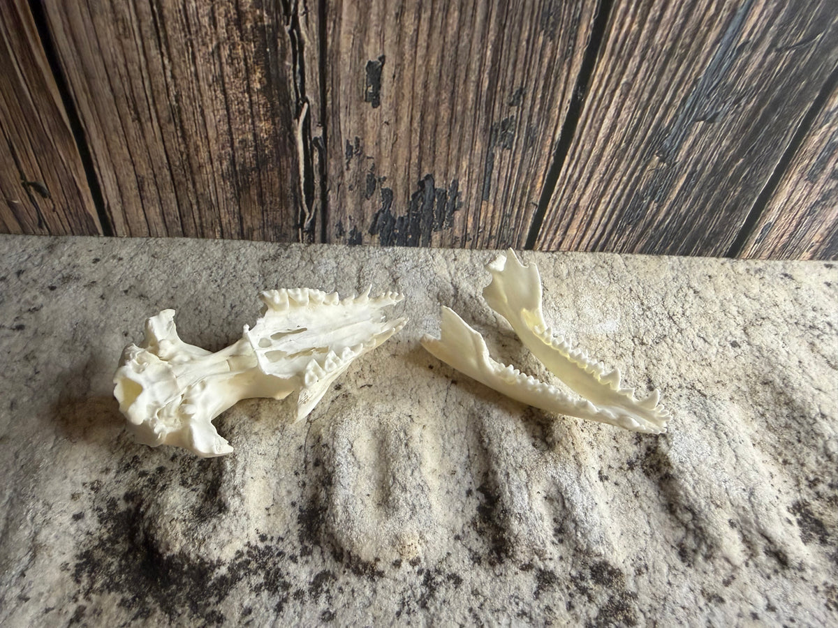 Tiny Virginia Opossum Skull
